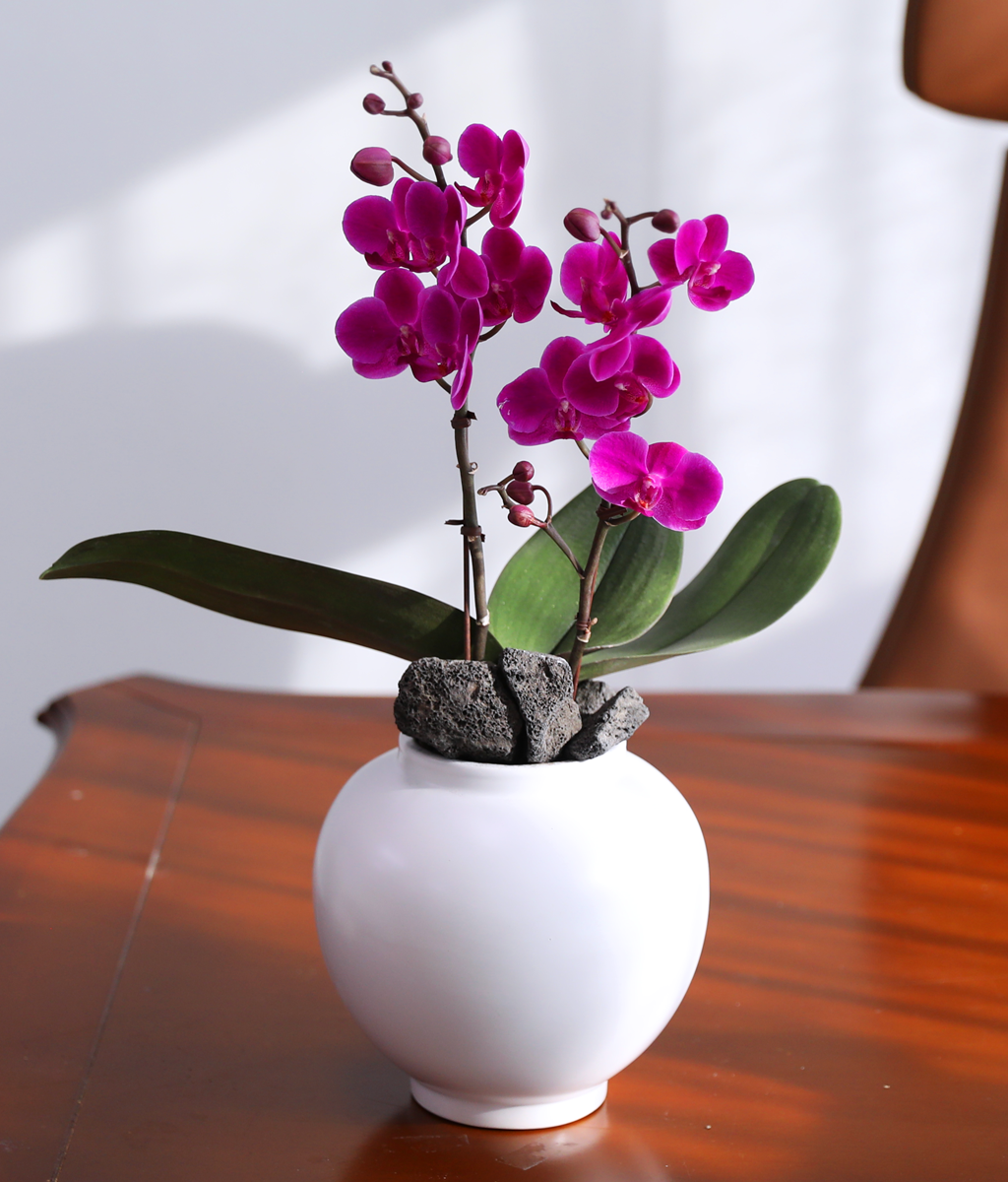 ��ȫ ���� �޺� - ������ �� ���� �ɹ��