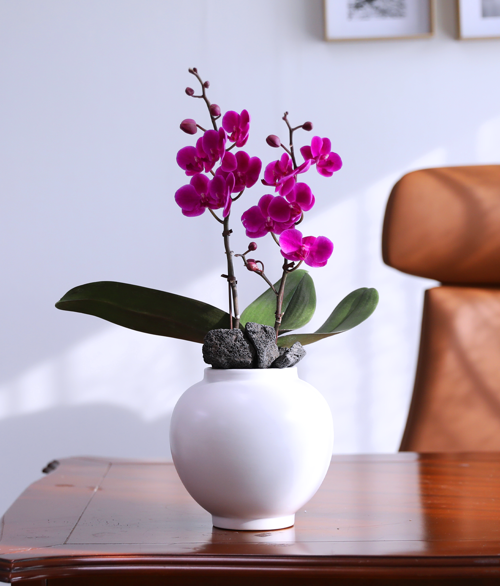 ��ȫ ���� �޺� - ������ �� ���� �ɹ��