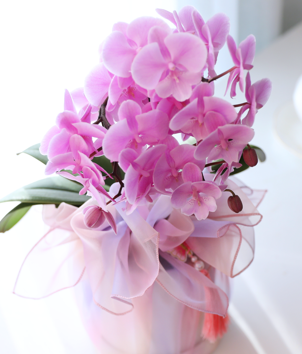 ³ªºñ°¡ ³¯¾Æµå´Â Á¤¿ø - ³ªºñÀÇ ¶ã