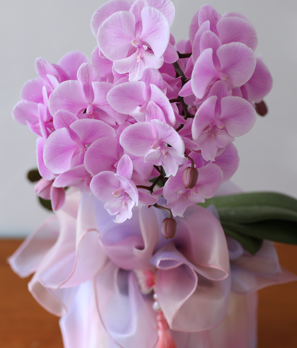 ³ªºñ°¡ ³¯¾Æµå´Â Á¤¿ø - ³ªºñÀÇ ¶ã