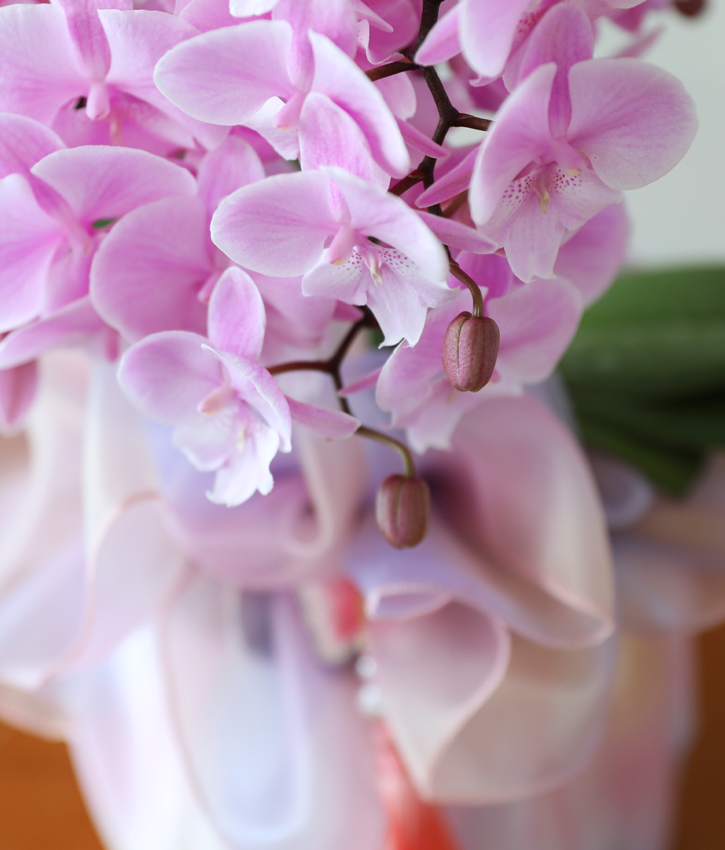 ³ªºñ°¡ ³¯¾Æµå´Â Á¤¿ø - ³ªºñÀÇ ¶ã