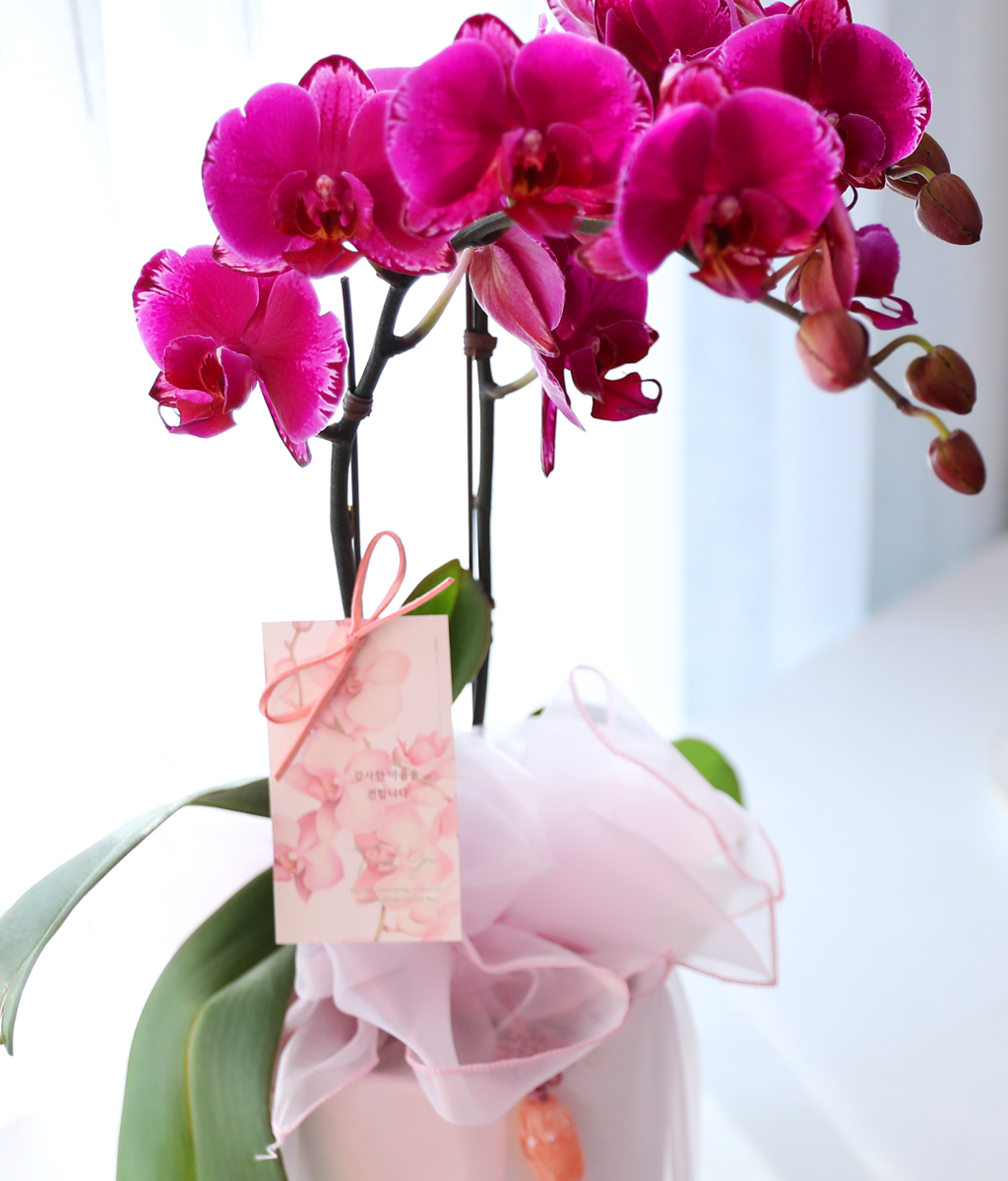 ³Çâ µû¶ó ¹øÁö´Â ÀÚÁÖºû - ³ªºñÀÇ ¶ã