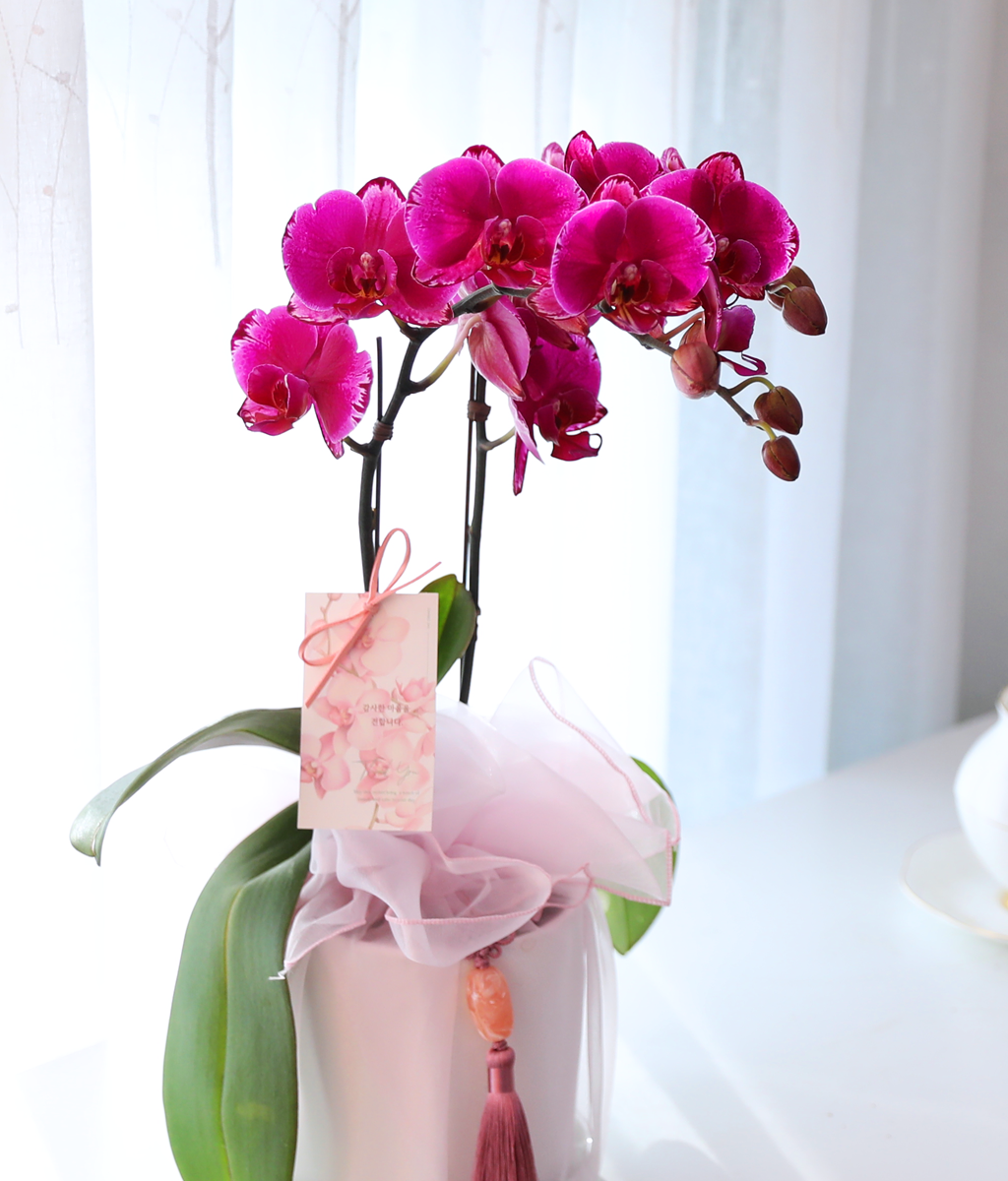 ³Çâ µû¶ó ¹øÁö´Â ÀÚÁÖºû - ³ªºñÀÇ ¶ã