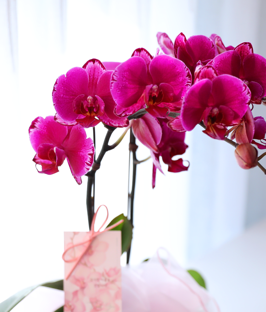 ³Çâ µû¶ó ¹øÁö´Â ÀÚÁÖºû - ³ªºñÀÇ ¶ã