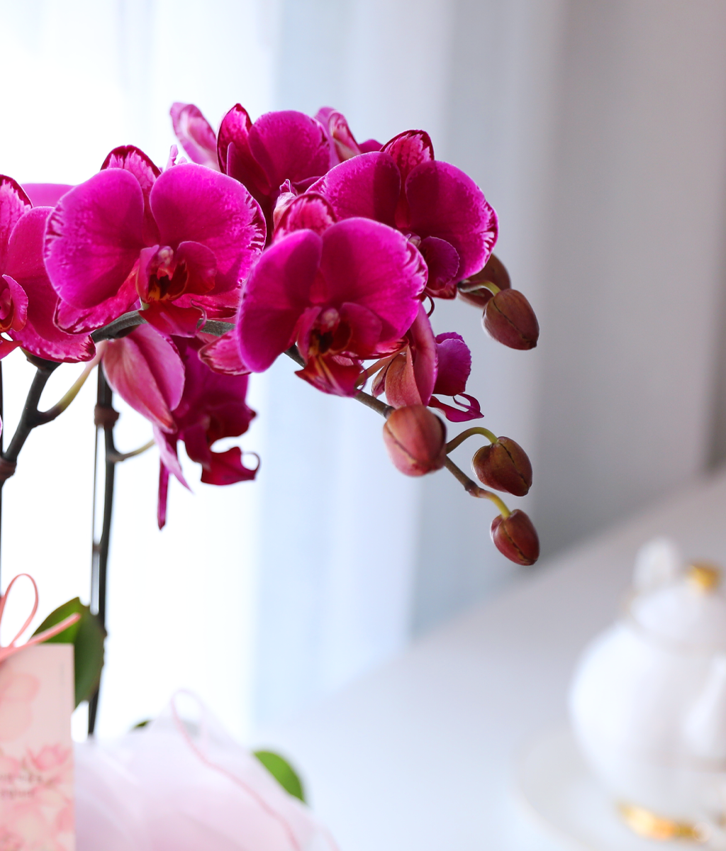 ³Çâ µû¶ó ¹øÁö´Â ÀÚÁÖºû - ³ªºñÀÇ ¶ã