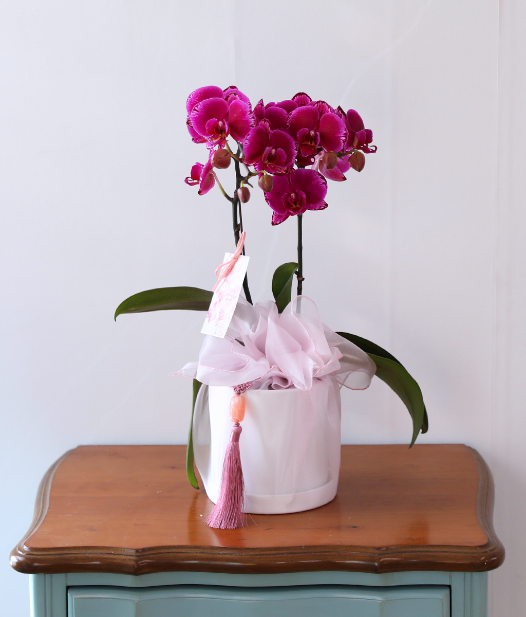 ³Çâ µû¶ó ¹øÁö´Â ÀÚÁÖºû - ³ªºñÀÇ ¶ã