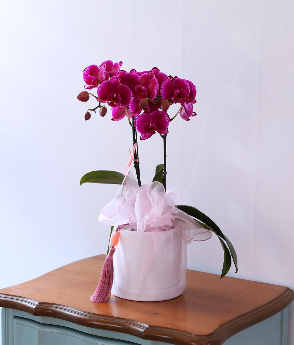 ³Çâ µû¶ó ¹øÁö´Â ÀÚÁÖºû - ³ªºñÀÇ ¶ã