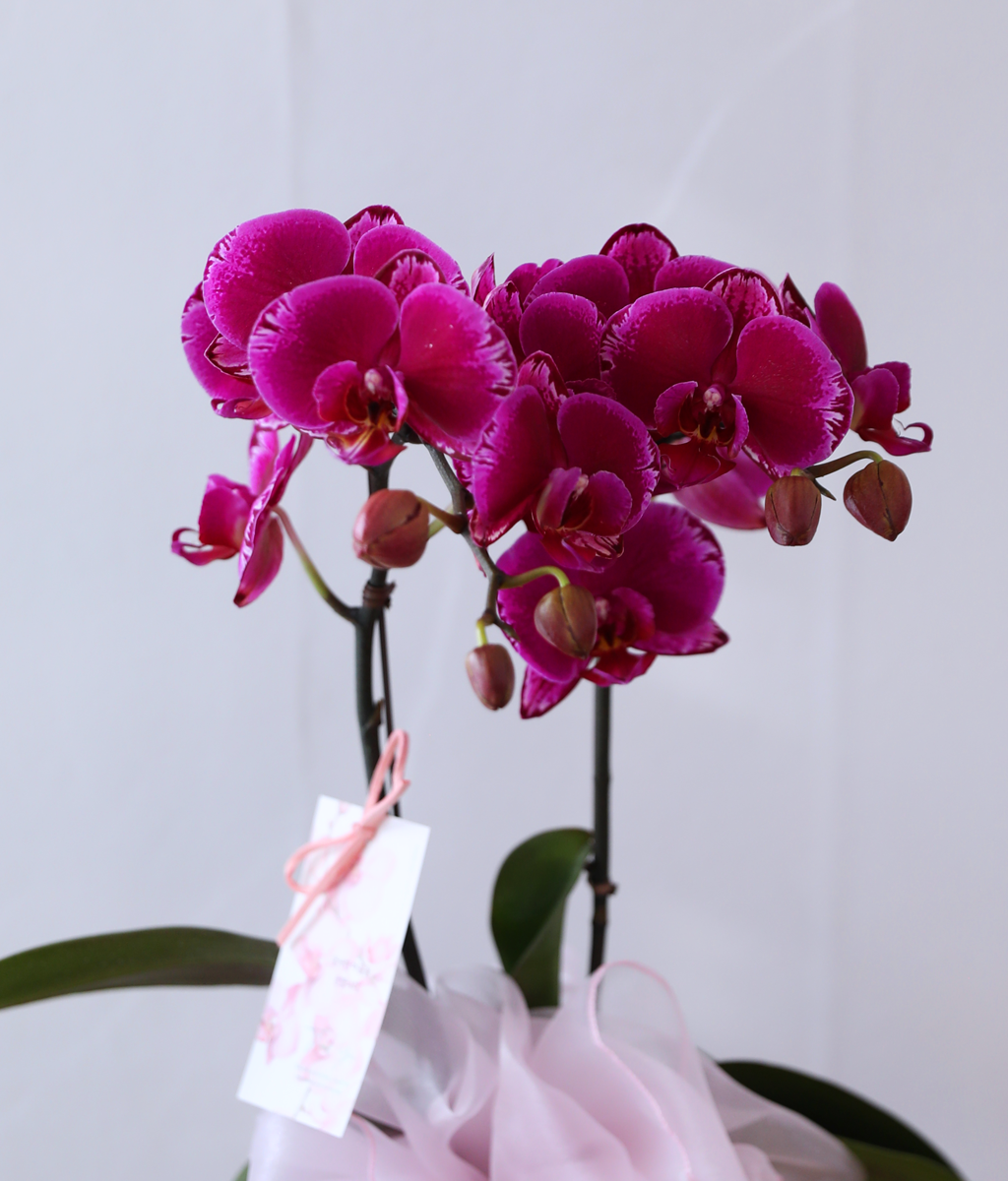 ³Çâ µû¶ó ¹øÁö´Â ÀÚÁÖºû - ³ªºñÀÇ ¶ã