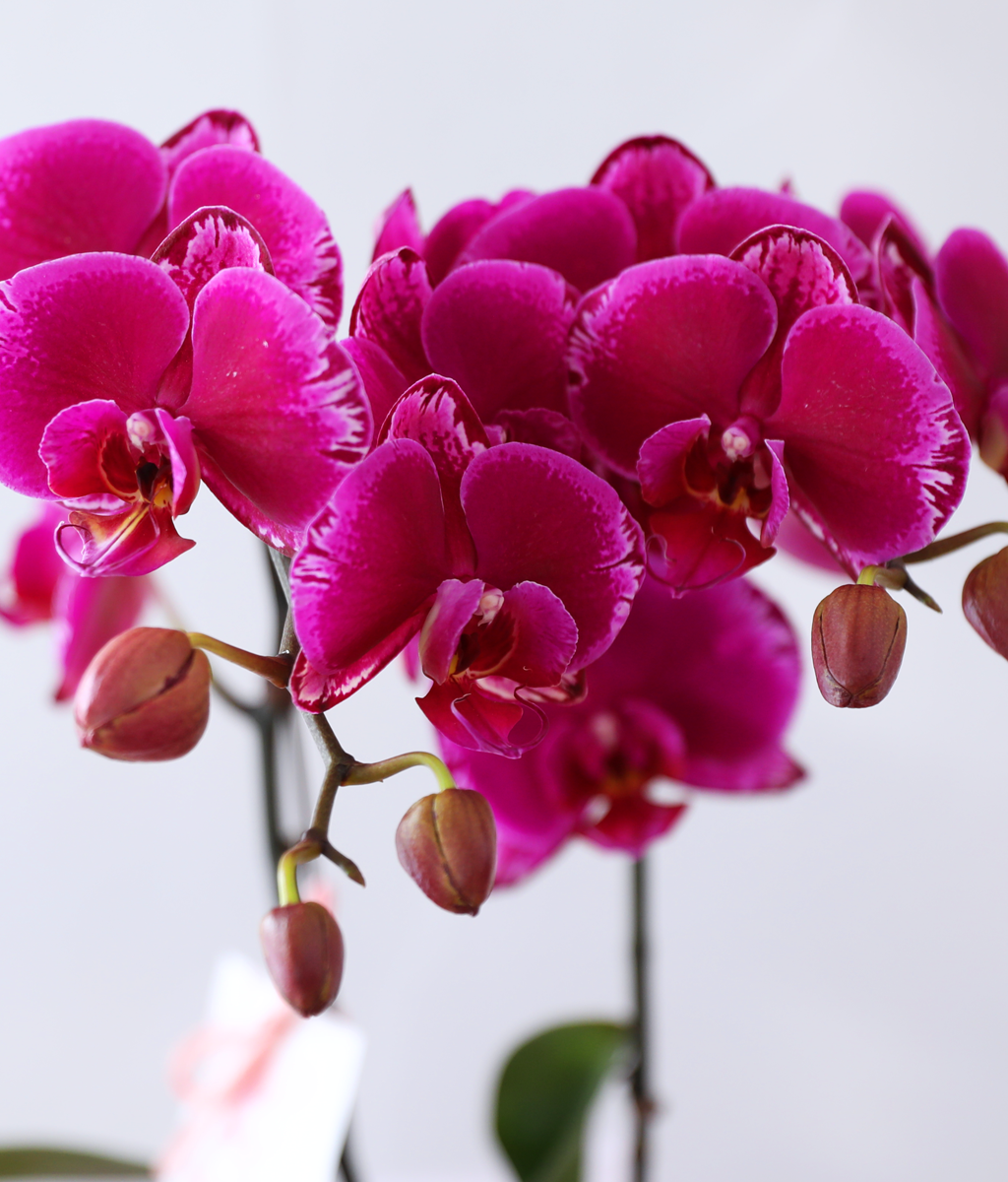 ³Çâ µû¶ó ¹øÁö´Â ÀÚÁÖºû - ³ªºñÀÇ ¶ã