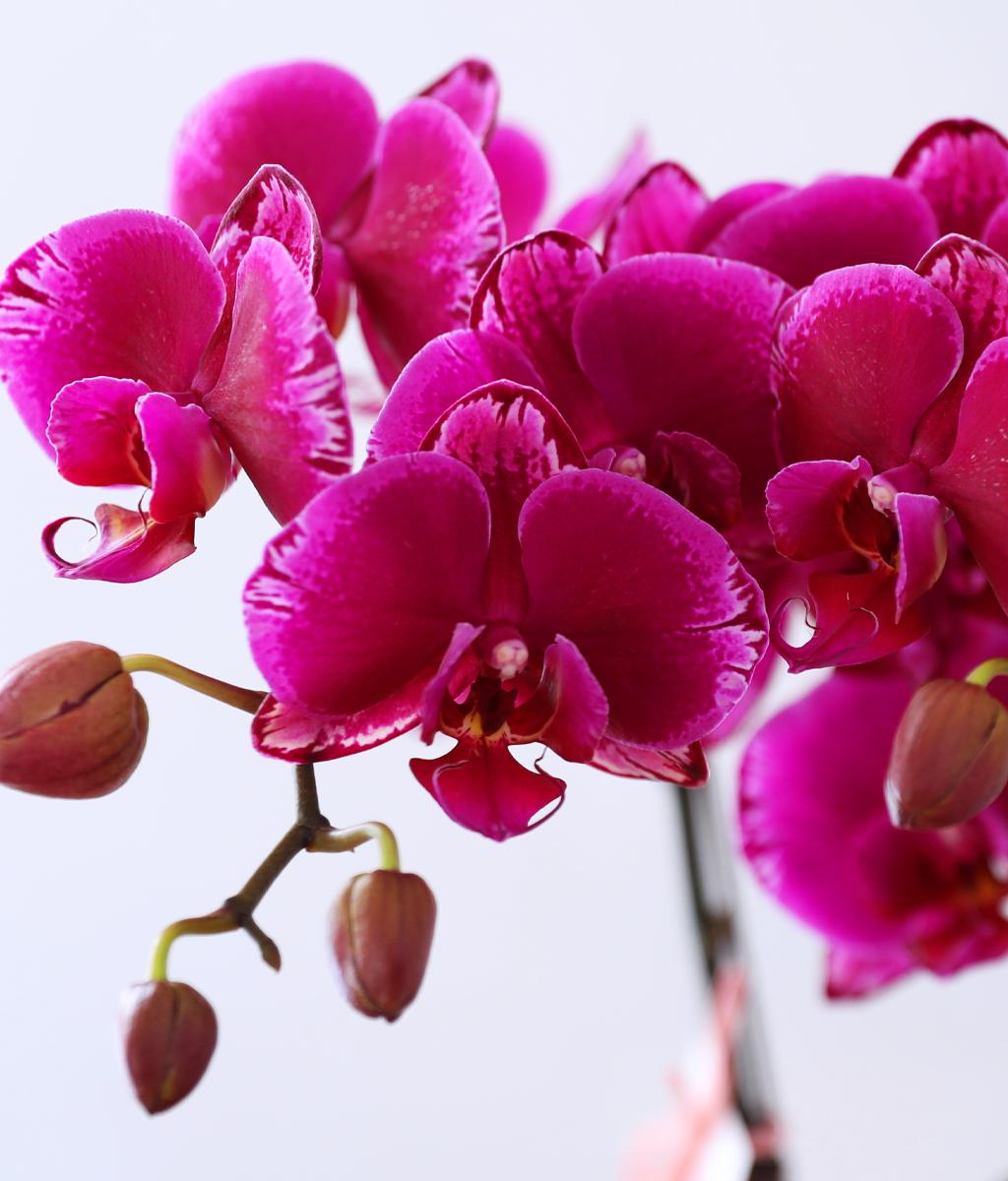 ³Çâ µû¶ó ¹øÁö´Â ÀÚÁÖºû - ³ªºñÀÇ ¶ã