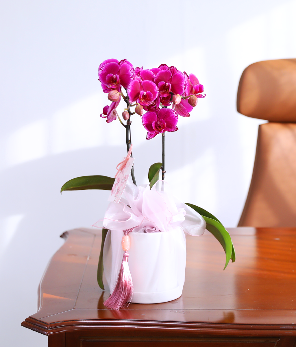 ³Çâ µû¶ó ¹øÁö´Â ÀÚÁÖºû - ³ªºñÀÇ ¶ã