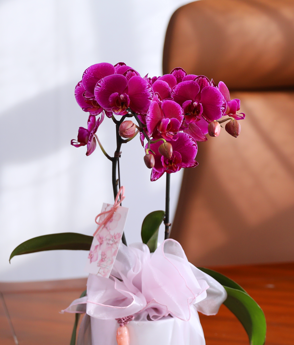 ³Çâ µû¶ó ¹øÁö´Â ÀÚÁÖºû - ³ªºñÀÇ ¶ã