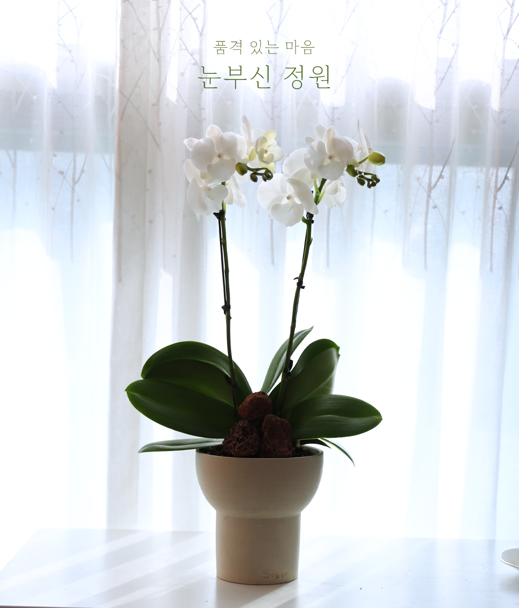 ´«ºÎ½Å Á¤¿ø - ³ªºñÀÇ ¶ã