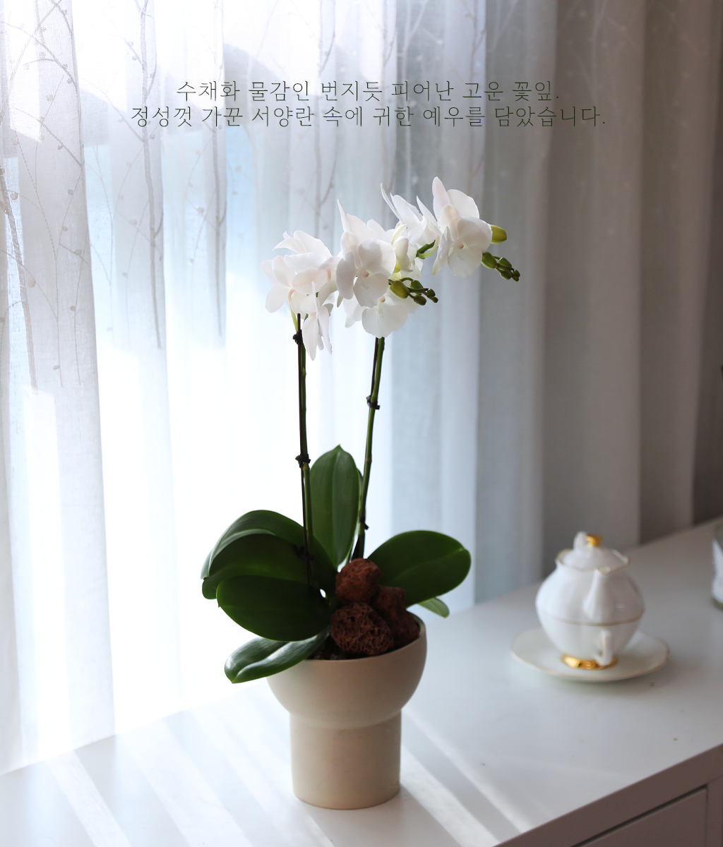 ´«ºÎ½Å Á¤¿ø - ³ªºñÀÇ ¶ã