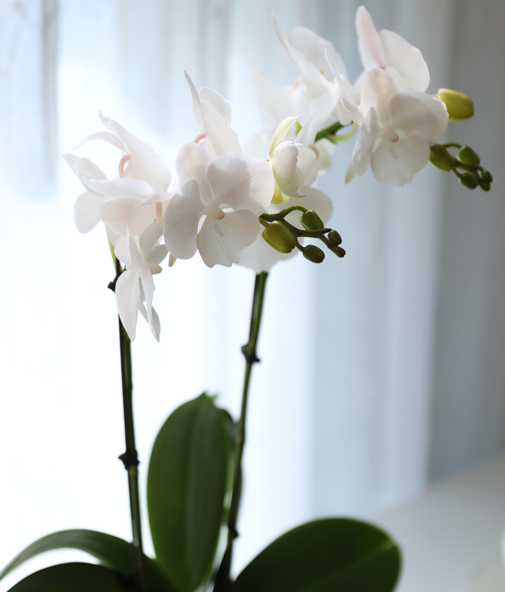 ´«ºÎ½Å Á¤¿ø - ³ªºñÀÇ ¶ã