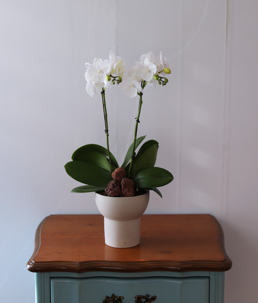 ´«ºÎ½Å Á¤¿ø - ³ªºñÀÇ ¶ã