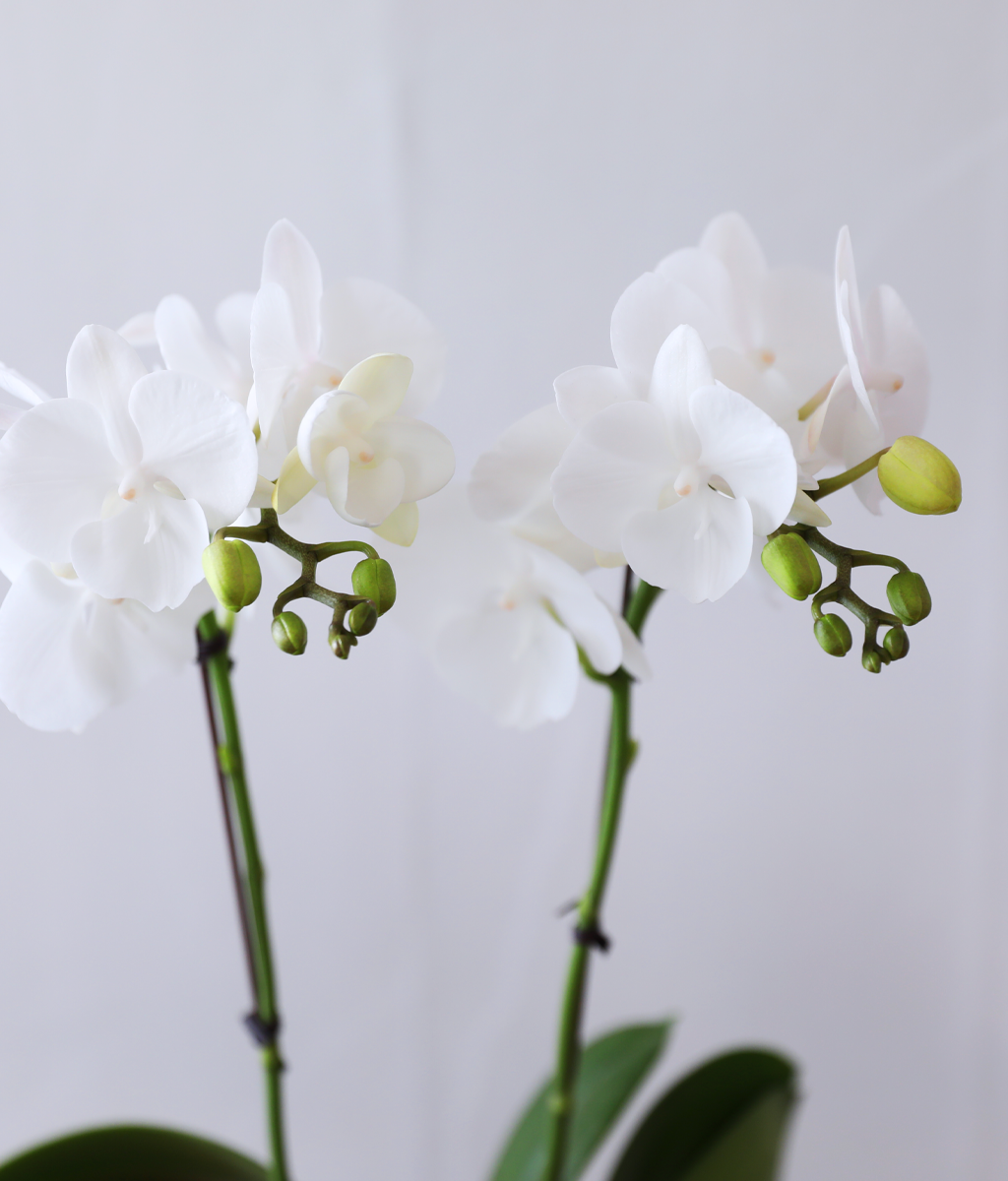 ´«ºÎ½Å Á¤¿ø - ³ªºñÀÇ ¶ã