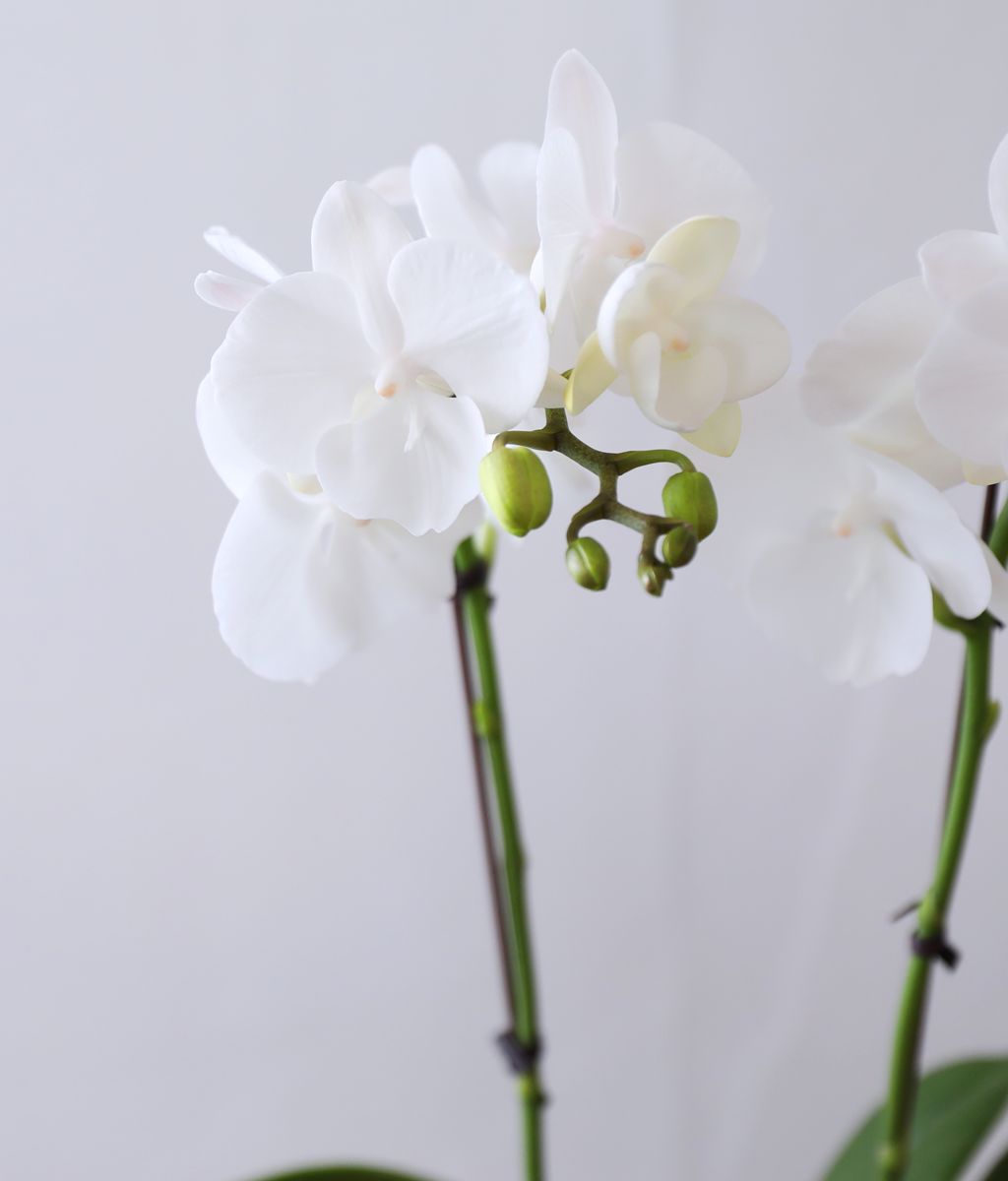 ´«ºÎ½Å Á¤¿ø - ³ªºñÀÇ ¶ã