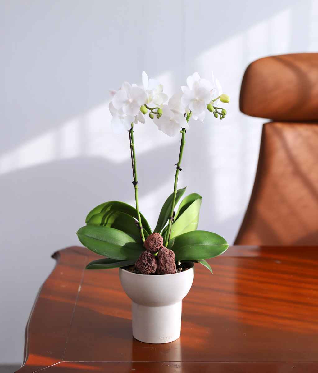 ´«ºÎ½Å Á¤¿ø - ³ªºñÀÇ ¶ã