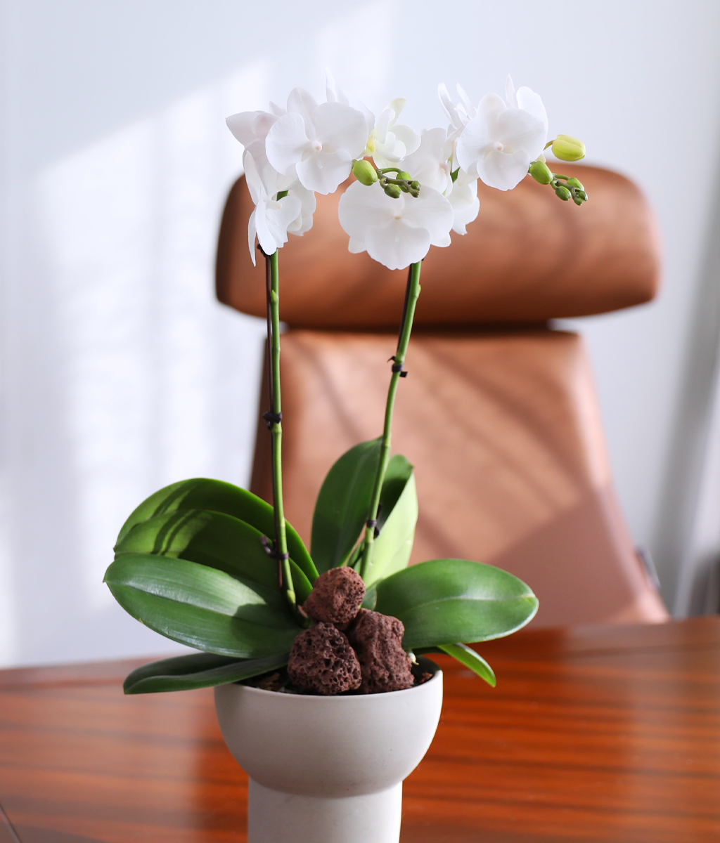 ´«ºÎ½Å Á¤¿ø - ³ªºñÀÇ ¶ã