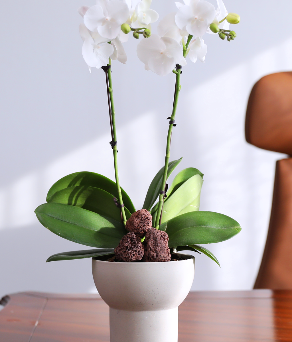 ´«ºÎ½Å Á¤¿ø - ³ªºñÀÇ ¶ã