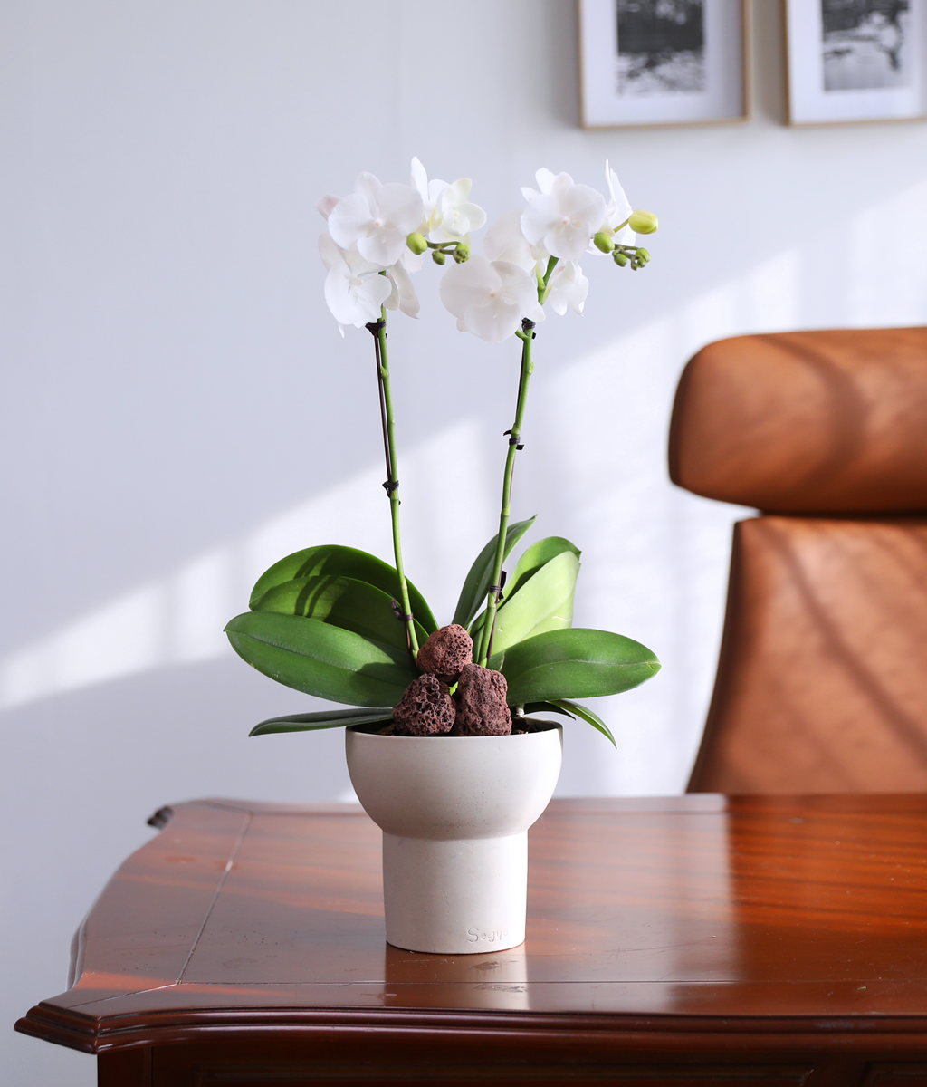 ´«ºÎ½Å Á¤¿ø - ³ªºñÀÇ ¶ã