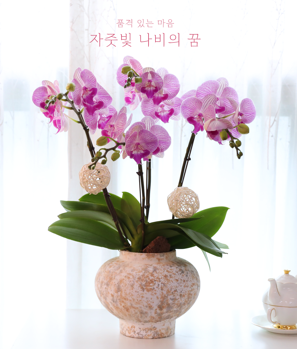 ÀÚÁÞºû ³ªºñÀÇ ²Þ - ³ªºñÀÇ ¶ã