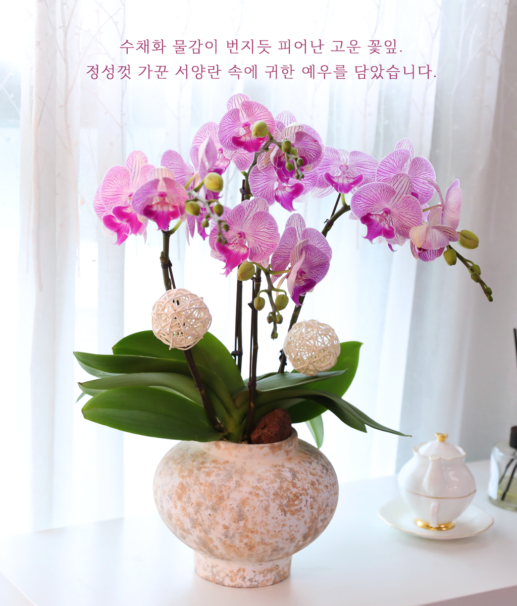 ÀÚÁÞºû ³ªºñÀÇ ²Þ - ³ªºñÀÇ ¶ã