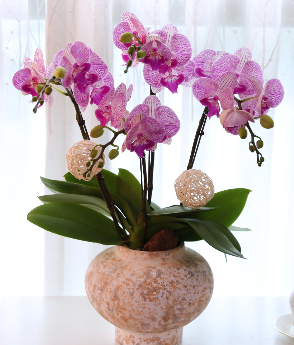 ÀÚÁÞºû ³ªºñÀÇ ²Þ - ³ªºñÀÇ ¶ã