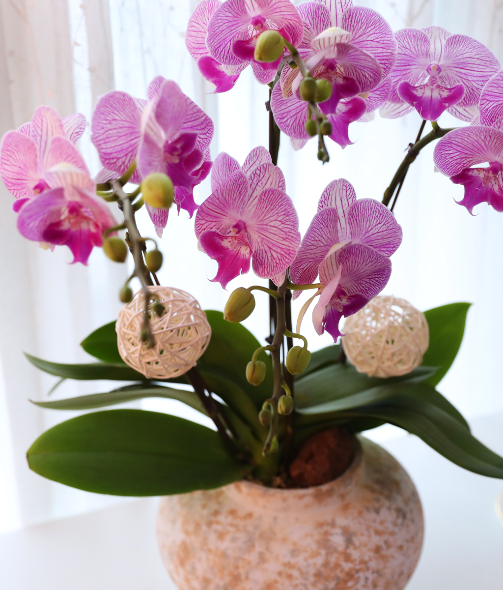 ÀÚÁÞºû ³ªºñÀÇ ²Þ - ³ªºñÀÇ ¶ã