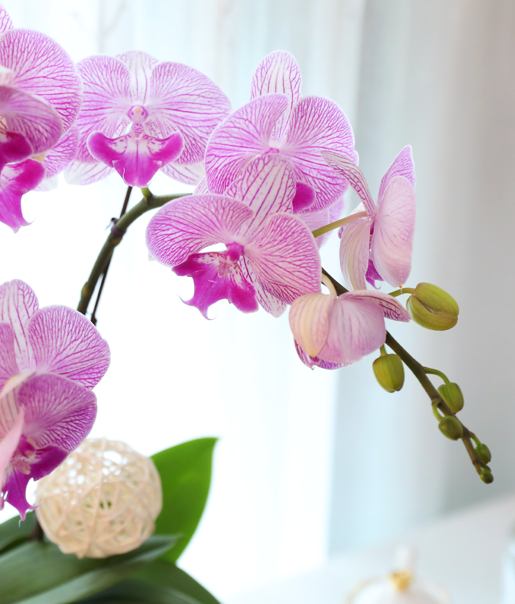 ÀÚÁÞºû ³ªºñÀÇ ²Þ - ³ªºñÀÇ ¶ã