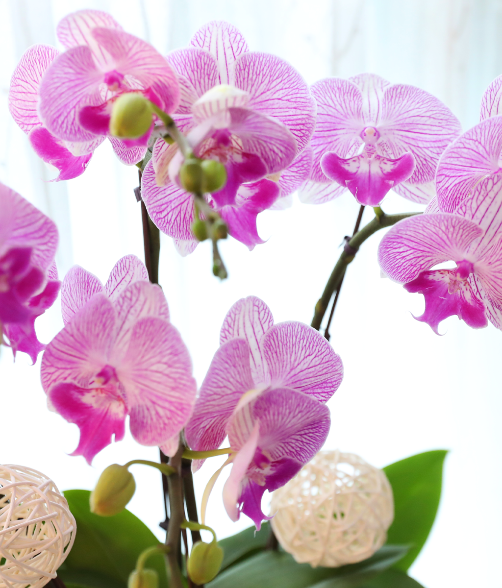 ÀÚÁÞºû ³ªºñÀÇ ²Þ - ³ªºñÀÇ ¶ã