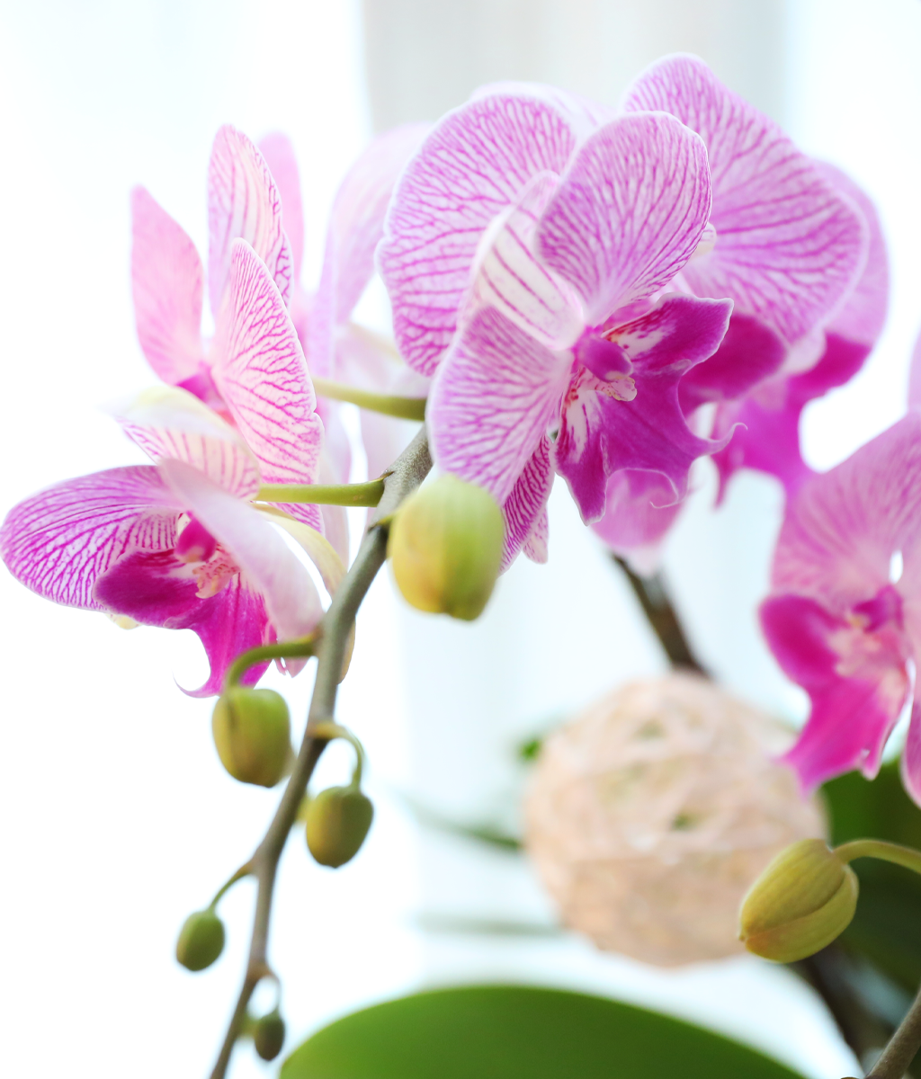 ÀÚÁÞºû ³ªºñÀÇ ²Þ - ³ªºñÀÇ ¶ã