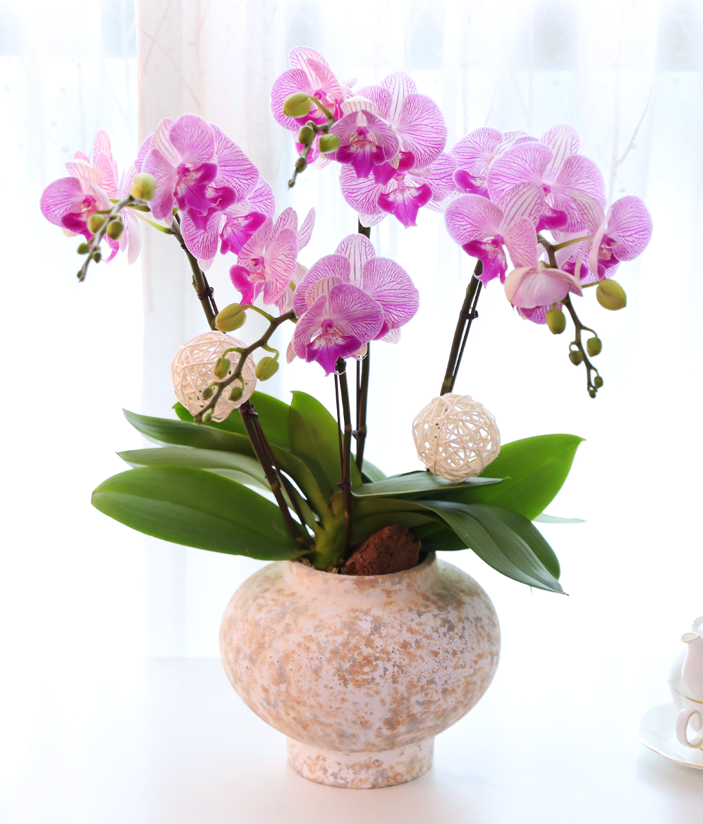 ÀÚÁÞºû ³ªºñÀÇ ²Þ - ³ªºñÀÇ ¶ã