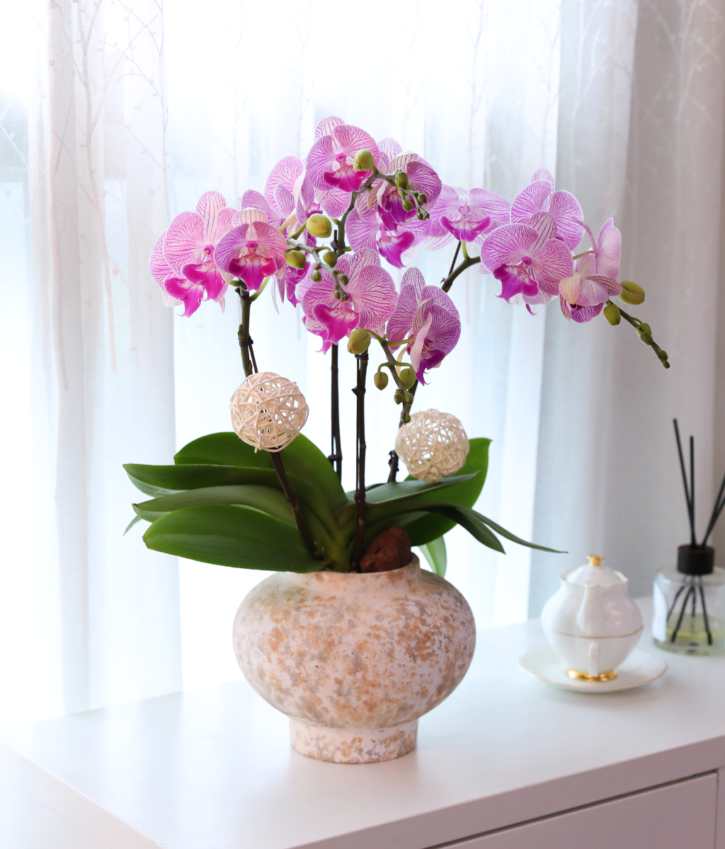 ÀÚÁÞºû ³ªºñÀÇ ²Þ - ³ªºñÀÇ ¶ã