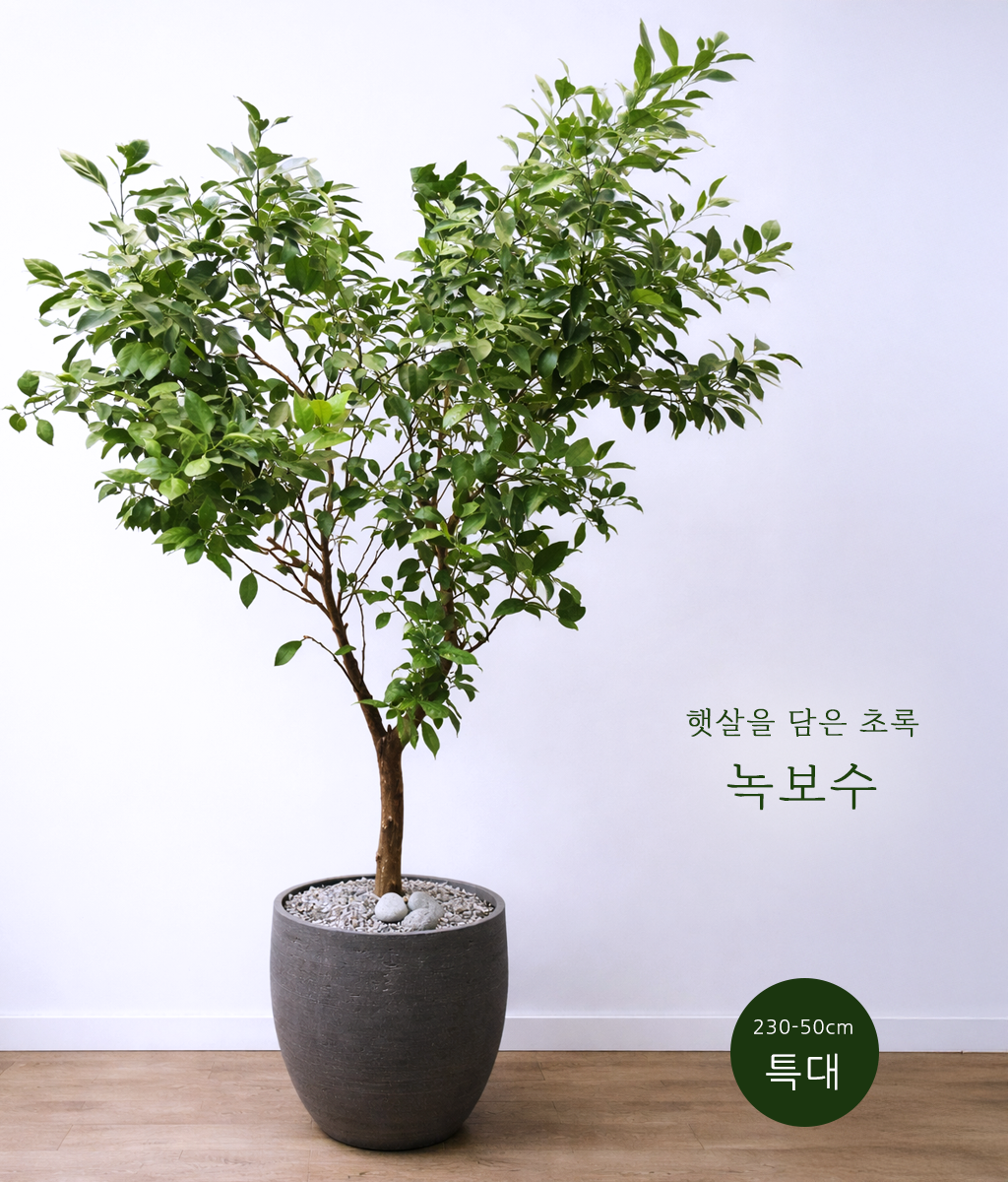 �޻��� ���� �ʷ� - �캸�� Ư��