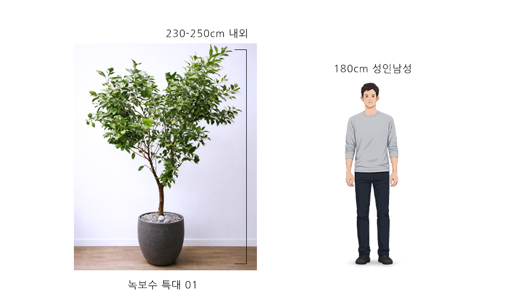 �޻��� ���� �ʷ� - �캸�� Ư��