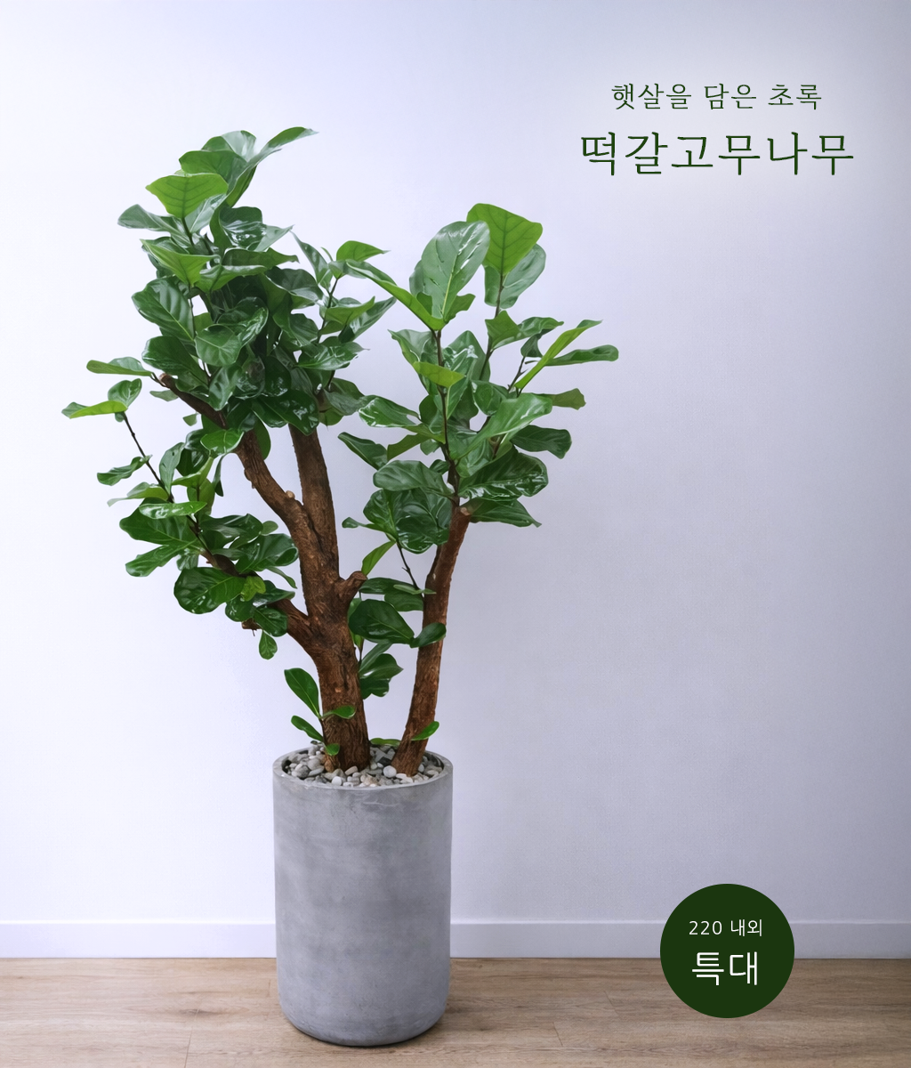 �޻��� ���� �ʷ� -  ������������ Ư�� 01