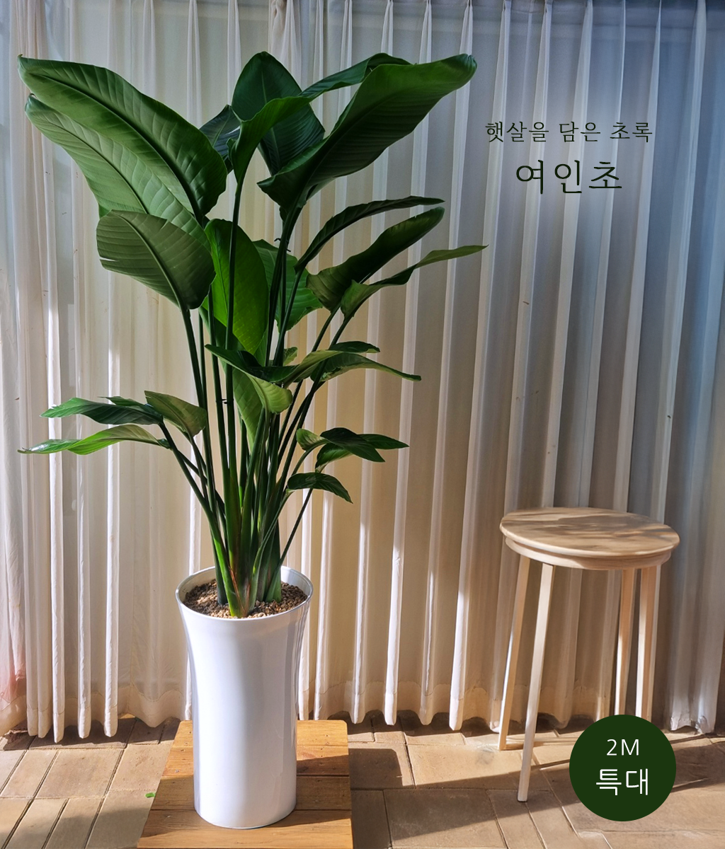 �޻��� ���� �ʷ� -  ������ Ư�� 03