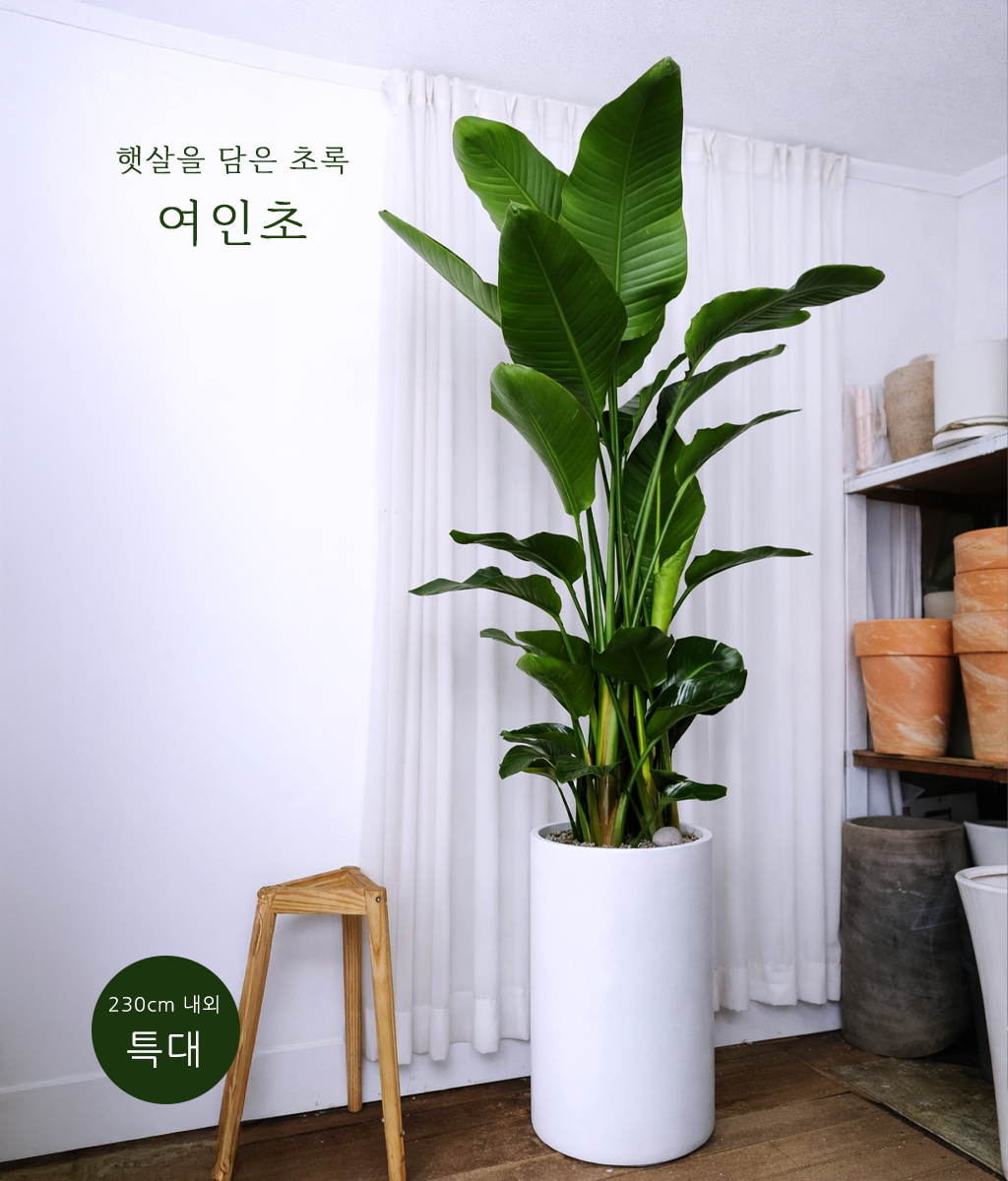 �޻��� ���� �ʷ� -  ������ Ư�� 02