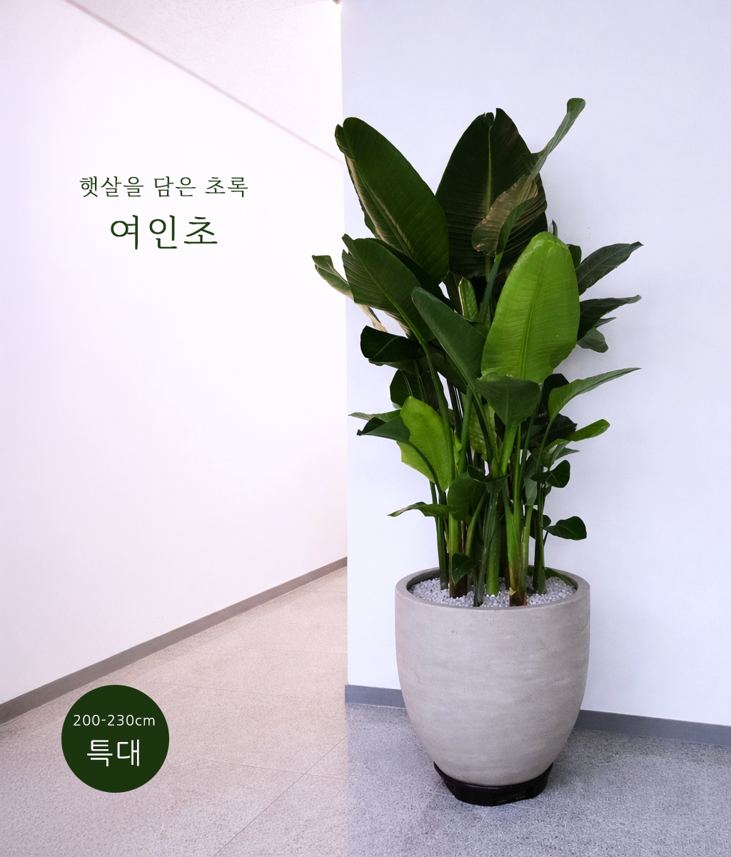 �޻��� ���� �ʷ� - ������ Ư�� 01