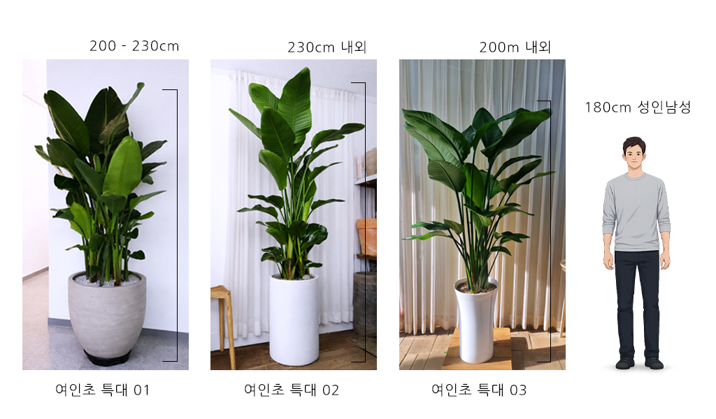 �޻��� ���� �ʷ� - ������ Ư�� 01