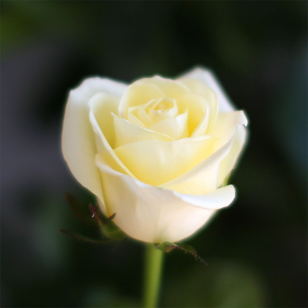 ¿¬³ë¶û Àå¹Ì / 1¼ÛÀÌ ²ÉÁý ²É¹è´Þ