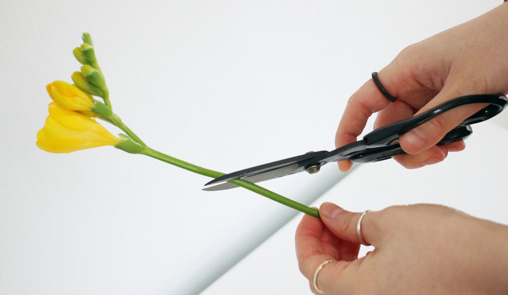 ²É°¡À§ ²ÉÁý ²É¹è´Þ