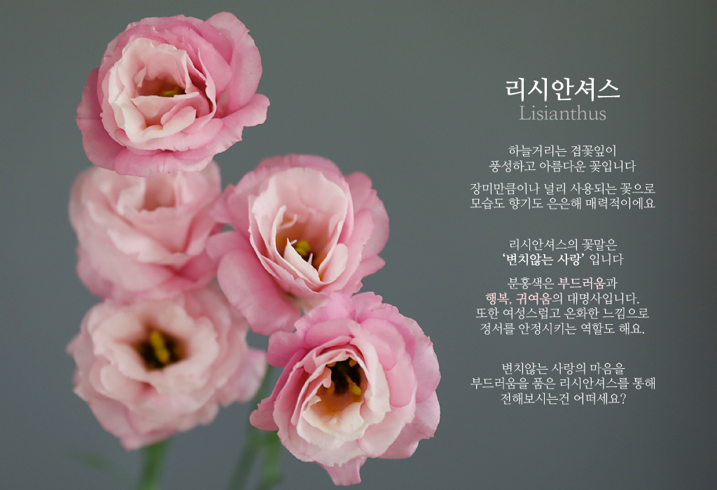 ÇÎÅ© ¸®½Ã¾È¼Å½º / 1´ë ²ÉÁý ²É¹è´Þ