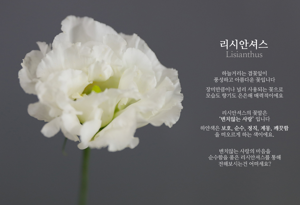 ÈÀÌÆ® ¸®½Ã¾È¼Å½º / 1´ë ²ÉÁý ²É¹è´Þ