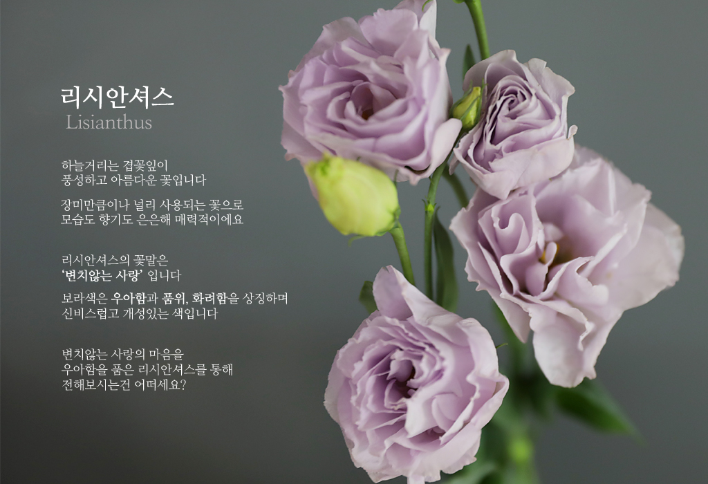 ¿¬º¸¶ó ¸®½Ã¾È¼Å½º / 1´ë ²ÉÁý ²É¹è´Þ