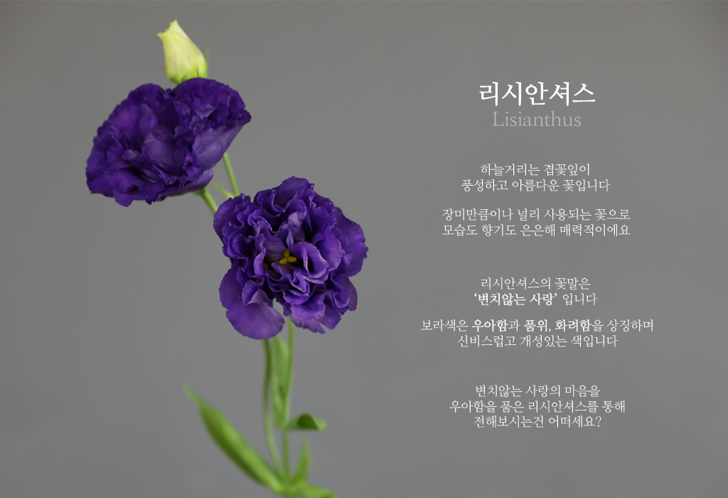 º¸¶ó ¸®½Ã¾È¼Å½º / 1´ë ²ÉÁý ²É¹è´Þ