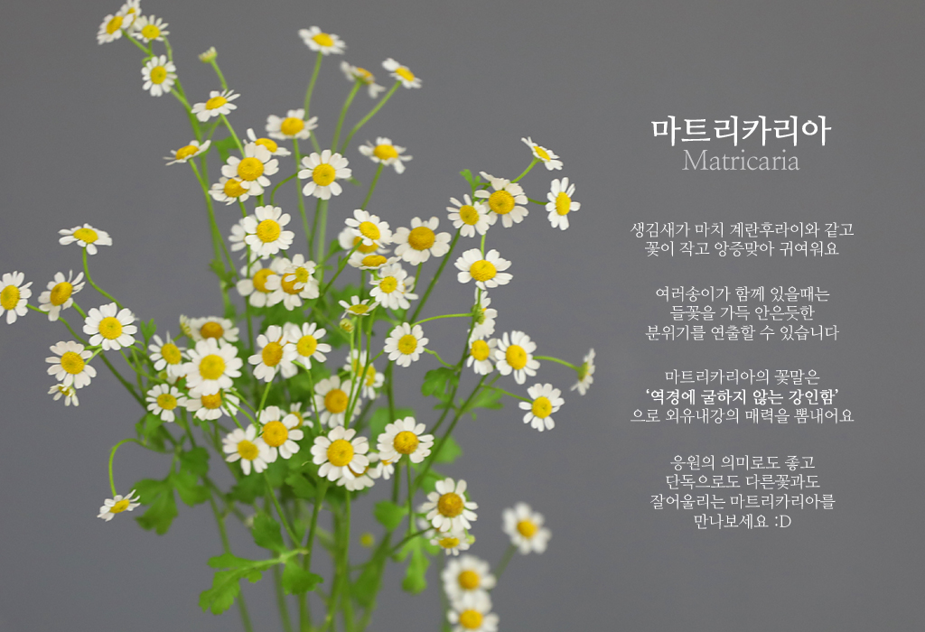 ¸¶Æ®¸®Ä«¸®¾Æ / 1´ë ²ÉÁý ²É¹è´Þ