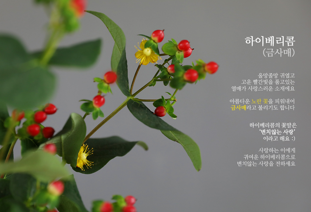 ÇÏÀ̺£¸®ÄÞ / 1´ë ²ÉÁý ²É¹è´Þ